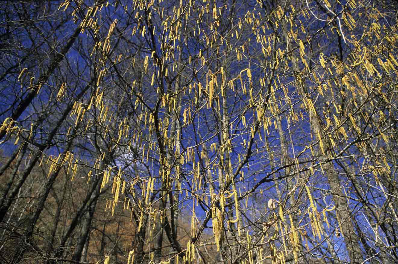 Corylus avellana - nocciolo